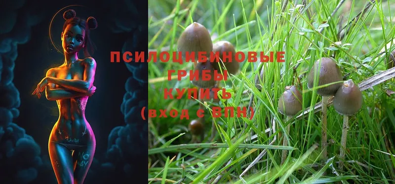 Псилоцибиновые грибы Psilocybe  купить   Белорецк 